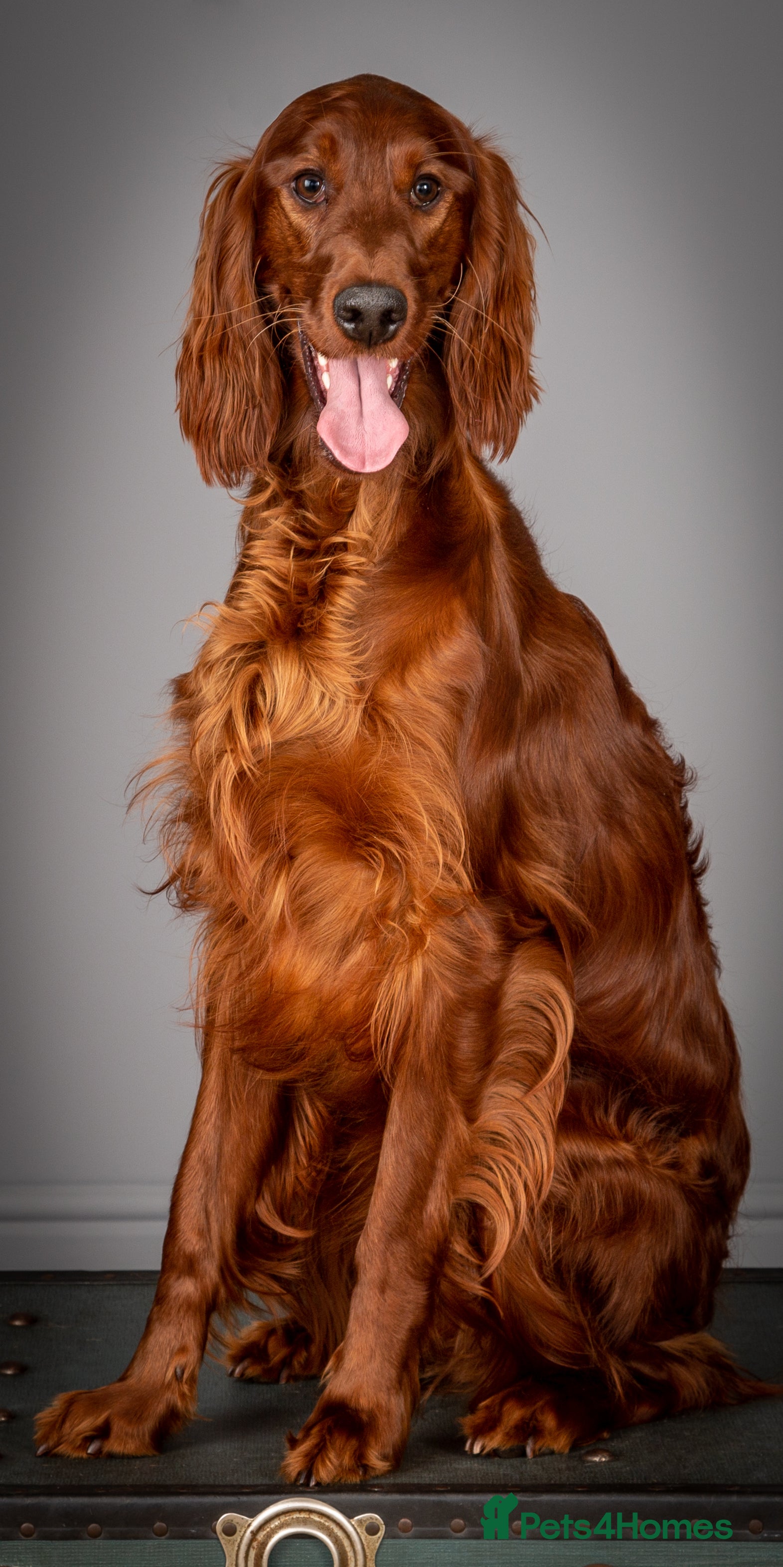 Irish Setter dogs Irish setter Puppies - Advert 2