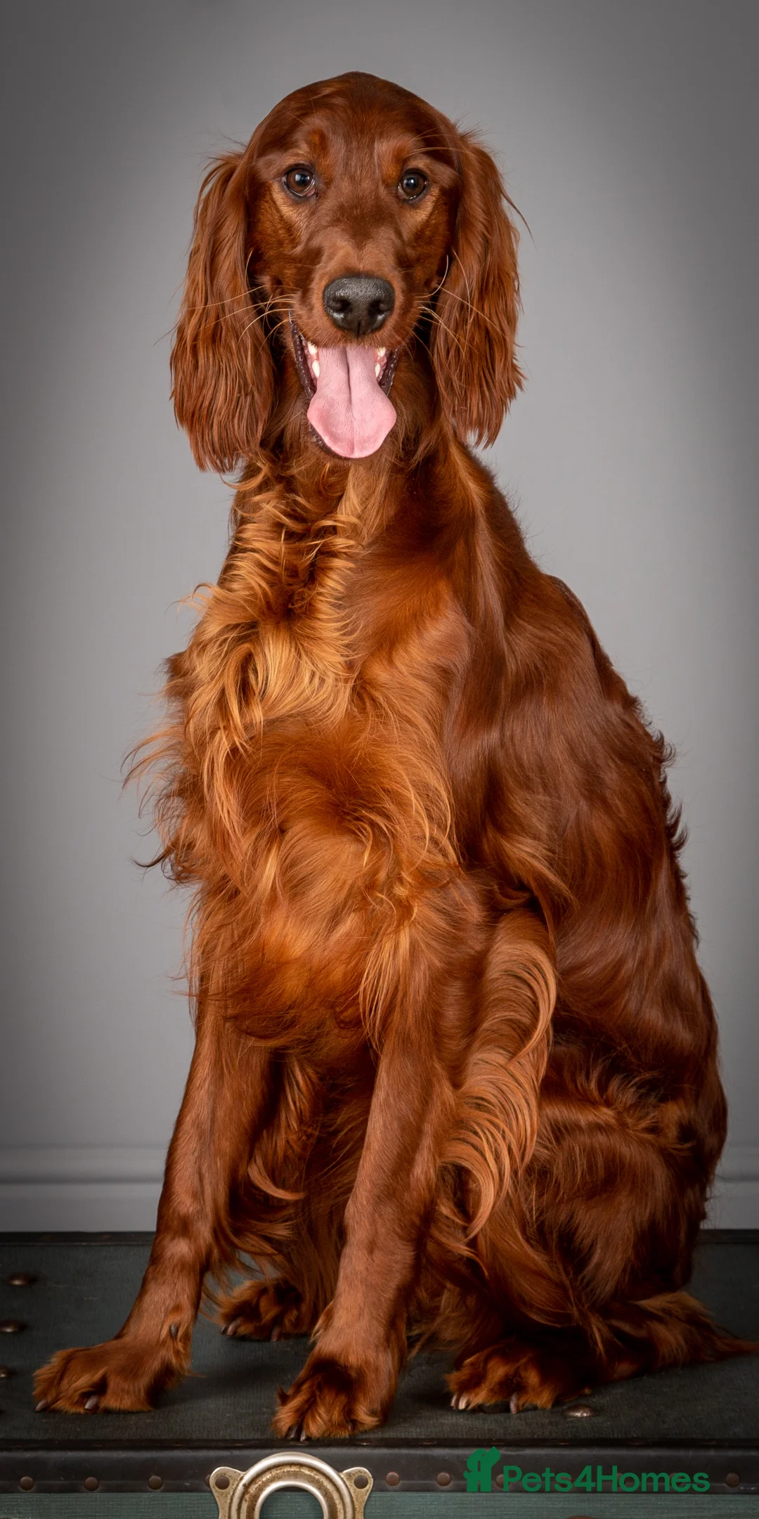 Irish Setter dogs for sale: Irish setter Puppies - Advert 2