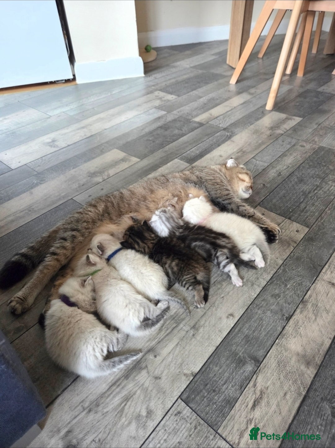 Scottish Fold cats for sale: Scottish Fold Kitten Female Ready To Be Collected  - Advert 14