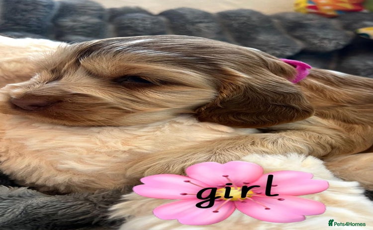 Cocker Spaniel dogs - Advert 3