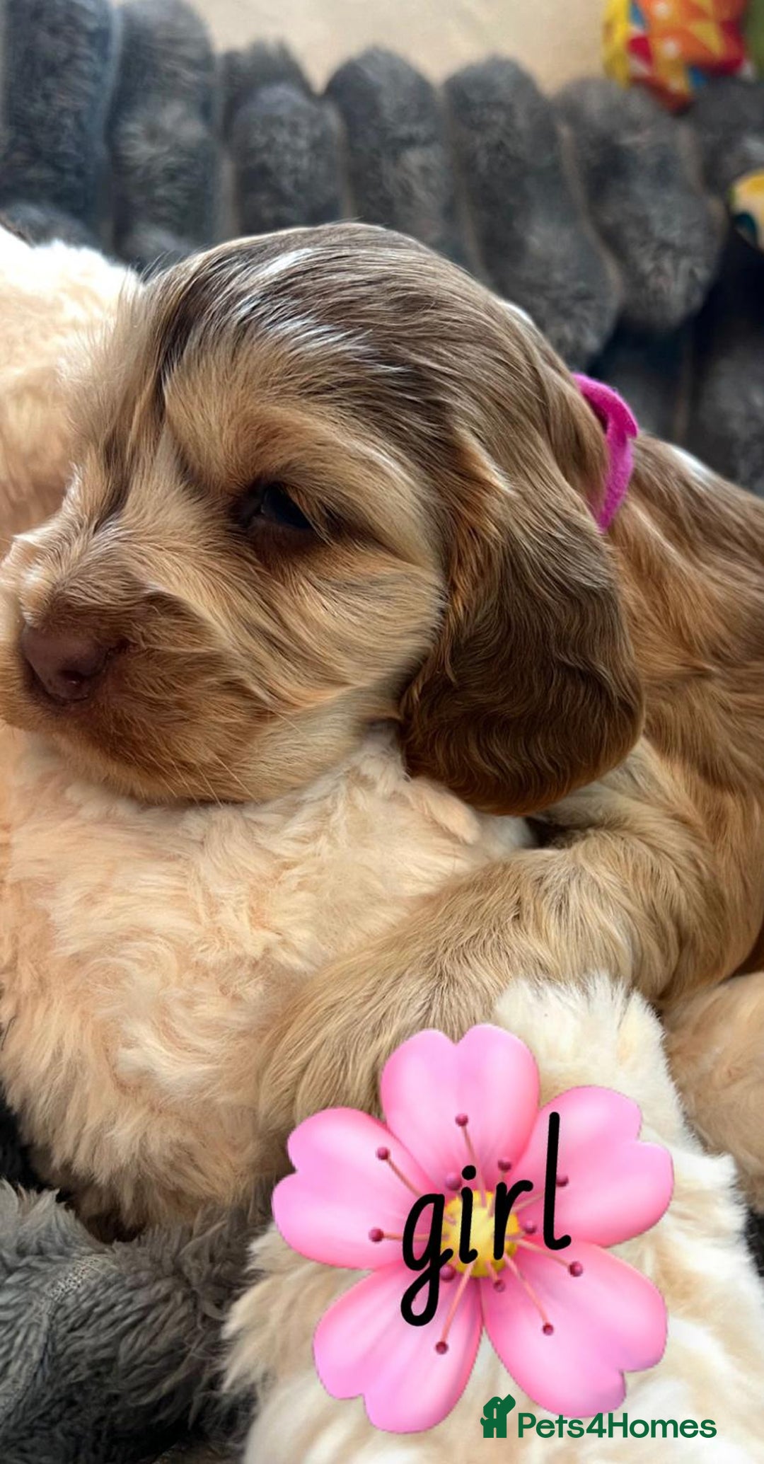 Cocker Spaniel dogs for sale: True show cocker spaniel pups  - Image 1