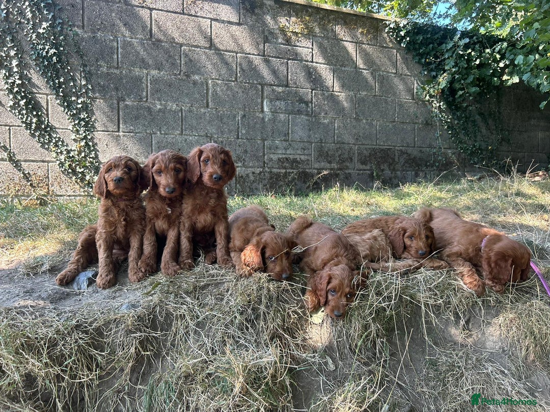 Irish Doodle dogs for sale: Irish doodles - Image 28