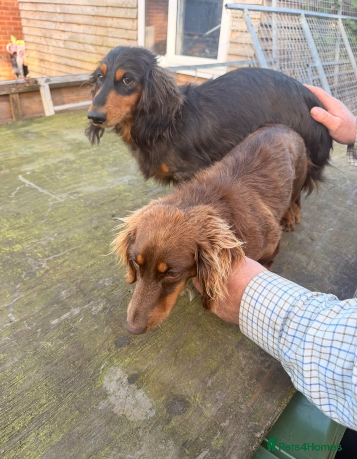 Miniature Dachshund dogs Long haired miniature dachshund Puppies  - Advert 1