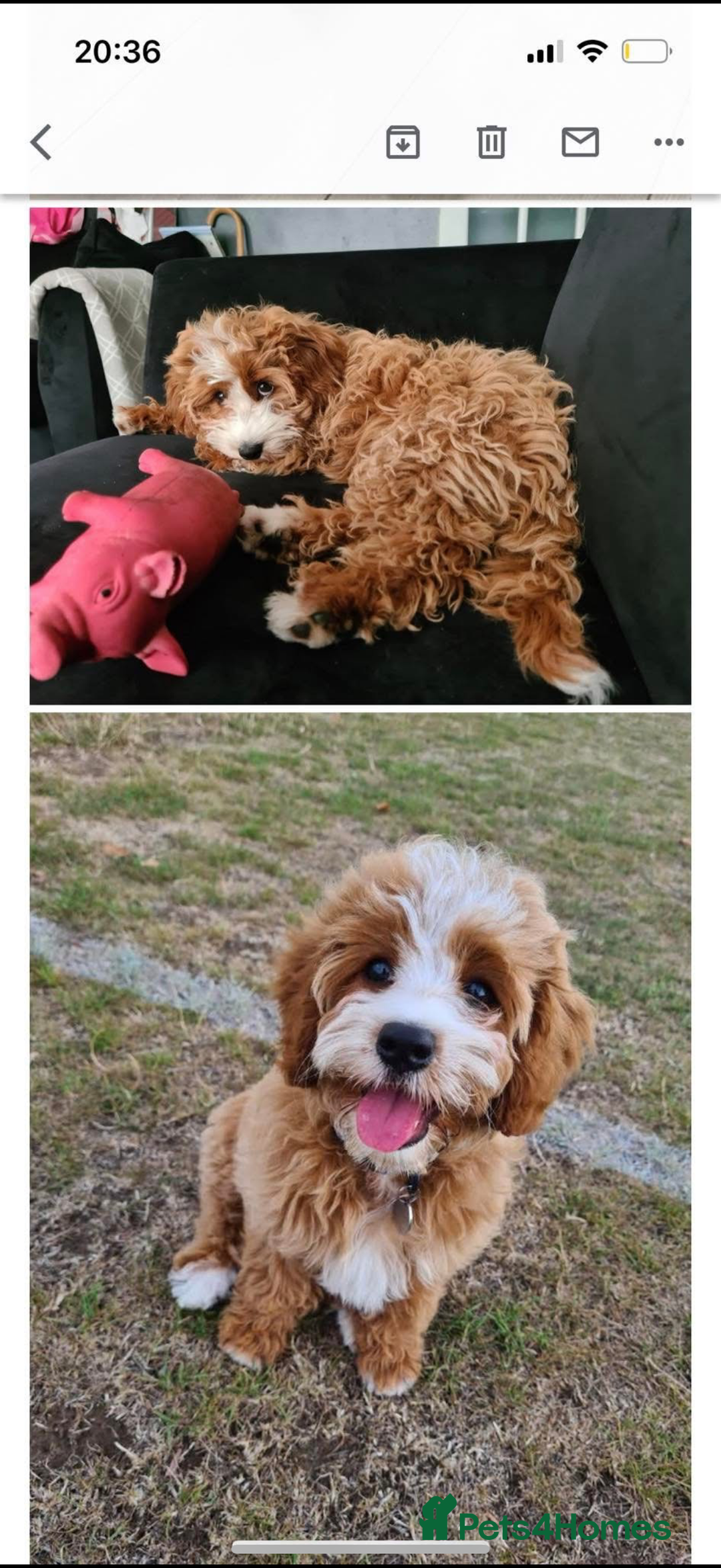 Cavapoo dogs for sale: Beautiful Health Tested F1 Cavapoos 🐶 - Image 35