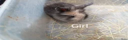Mini Lion Lop rabbits for sale: Lop cross lionhead babies - Advert 2