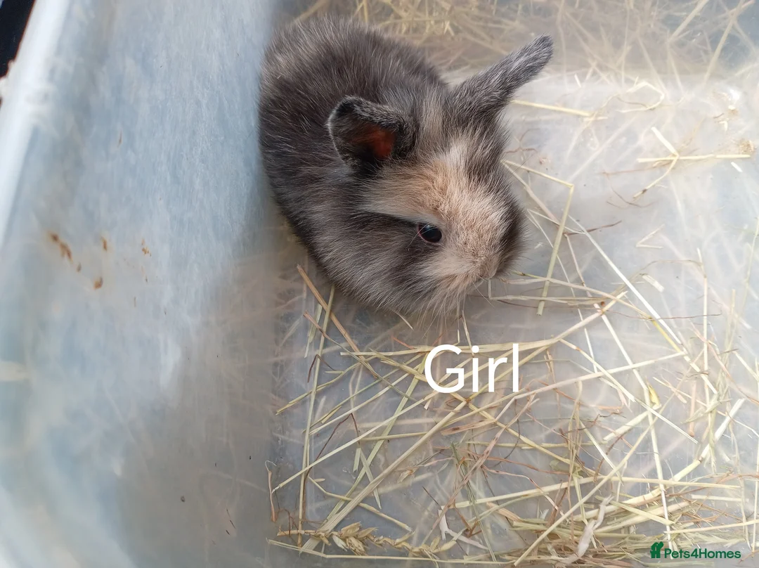 Mini Lion Lop rabbits for sale: Lop cross lionhead babies - Advert 2