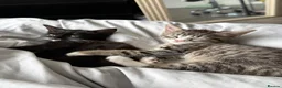 Mixed Breed cats for sale: Kittens for sale!  - Advert 7