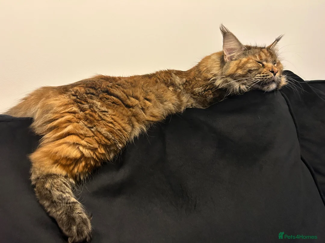 Maine Coon cats for sale: Kittens due the week of the 21st of april - Advert 5