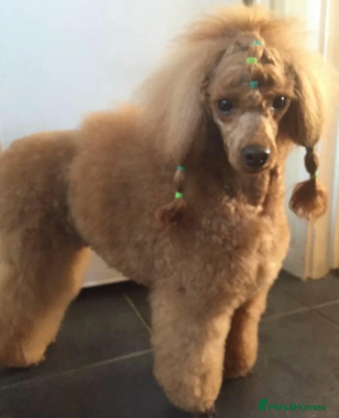 Gallery Image {{count}}