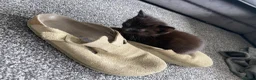 British Longhair cats for sale: 5 fluffy kittens - Advert 17
