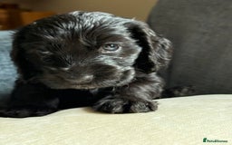 Cocker Spaniel dogs for sale: KC Reg Show cocker spaniel pups - Image 5