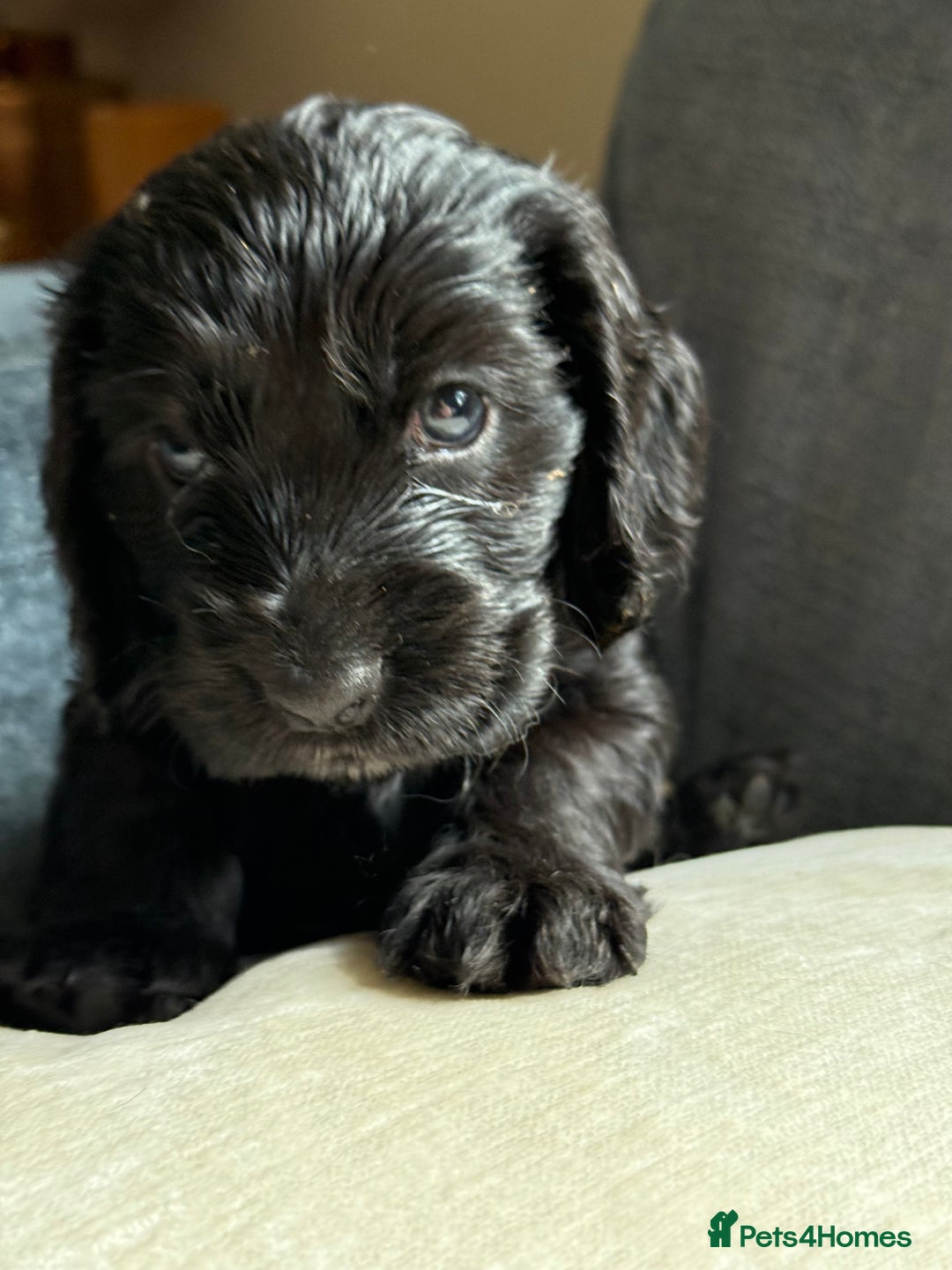 Cocker Spaniel dogs for sale: KC Reg Show cocker spaniel pups - Image 5