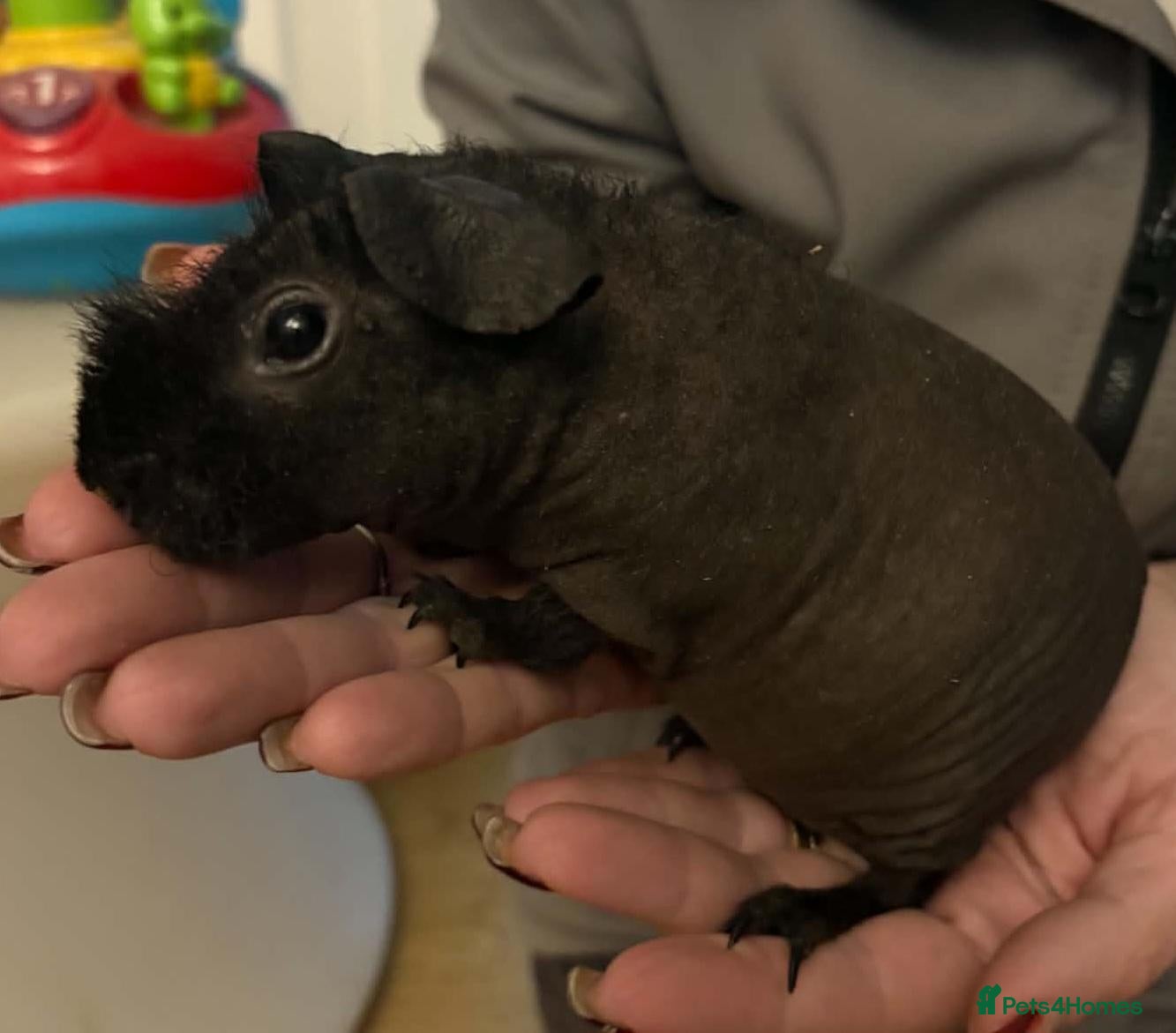 Guinea Pig rodents Skinny/warewolf guinea pigs  - Advert 2
