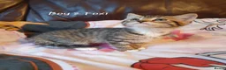 Mixed Breed cats for sale: Mix Bread Kittens  - Advert 6