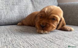 Cocker Spaniel dogs for sale: Beautiful cocker spaniel puppies  - Image 13