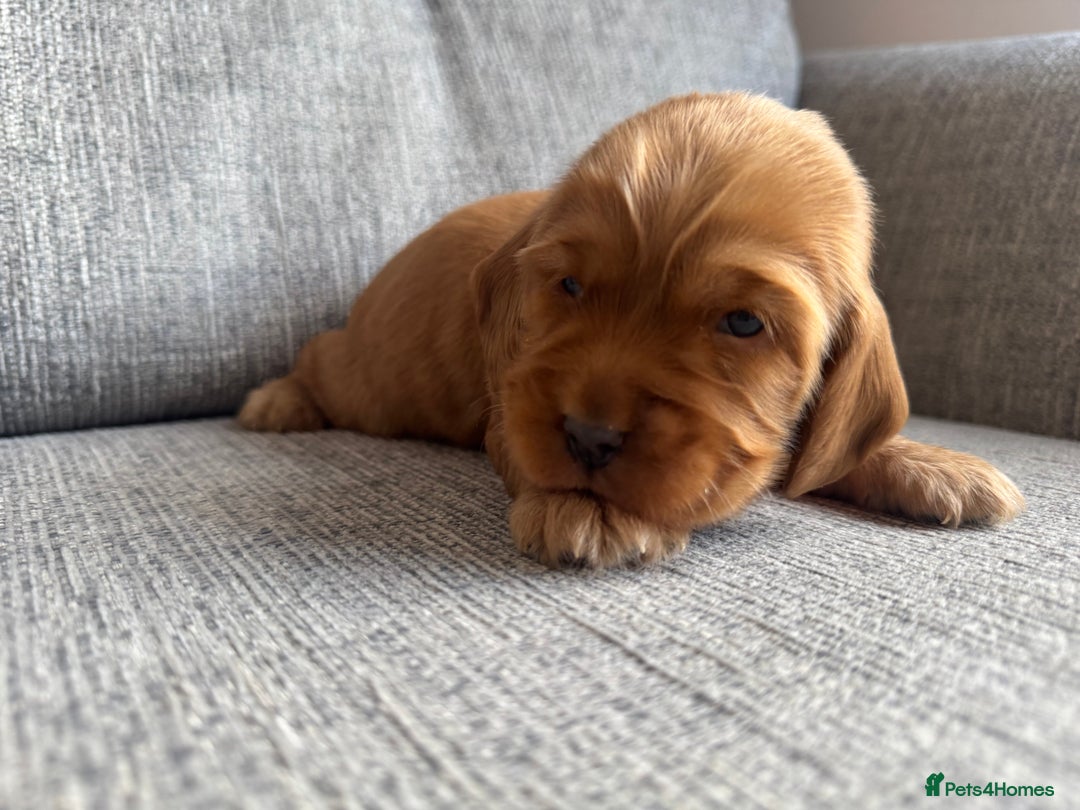 Cocker Spaniel dogs for sale: Beautiful cocker spaniel puppies  - Image 13