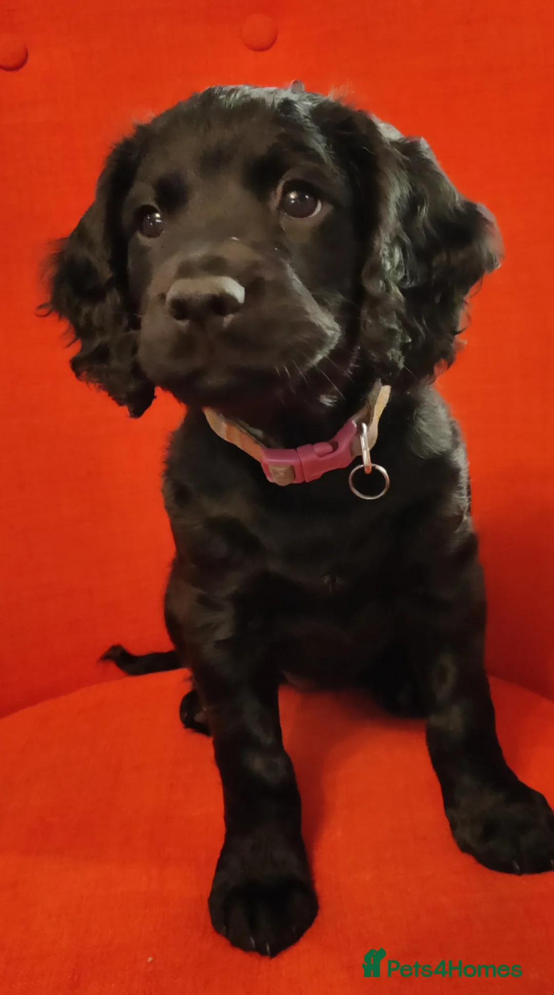 Cocker Spaniel dogs for sale: Working Cocker Spaniels. in Norwich - Advert 2