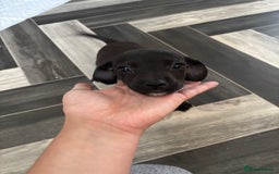 Patterjack dogs for sale: 4 lovely patterjacks  - Image 25