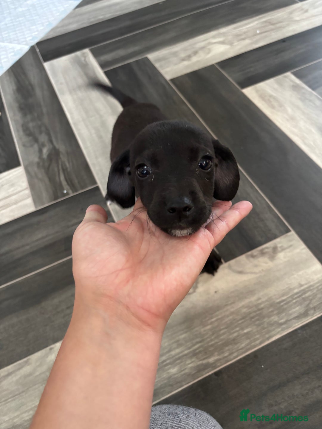 Patterjack dogs for sale: 4 lovely patterjacks  - Image 25