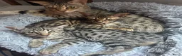 Savannah cats for sale: Beautiful savanah F4 female ready to leave  - Advert 10