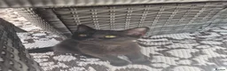 Mixed Breed cats for sale: 2 x Female kittens (ideally to go togther)  - Advert 3