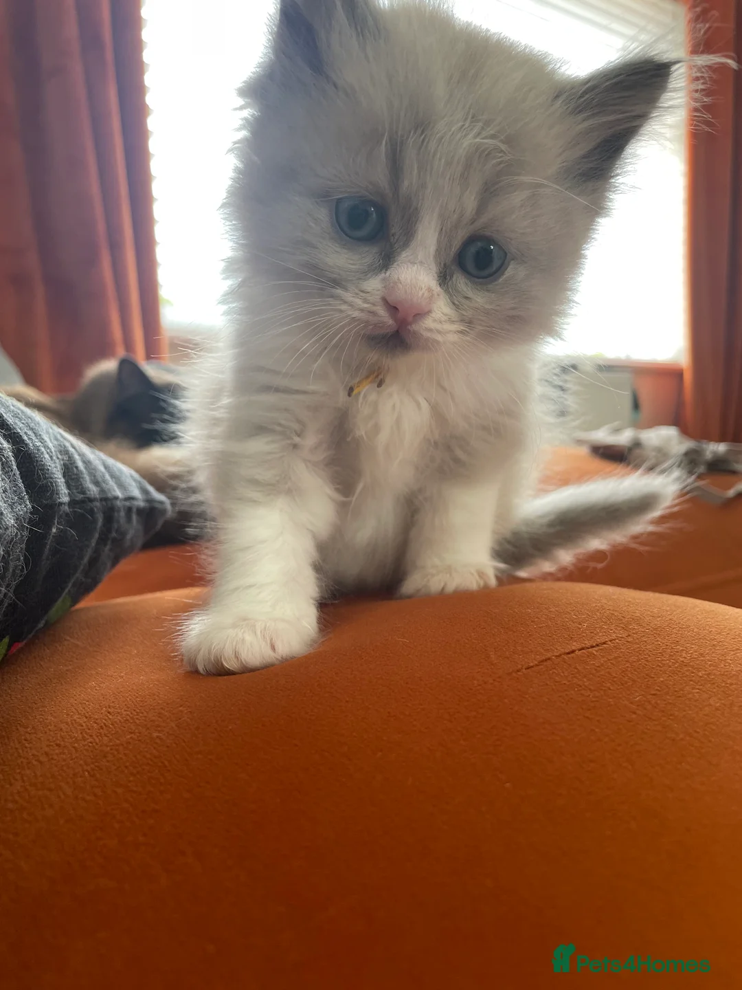 Ragdoll cats for sale: **ALL RESERVED**Stunning Ragdoll Kittens  - Advert 2