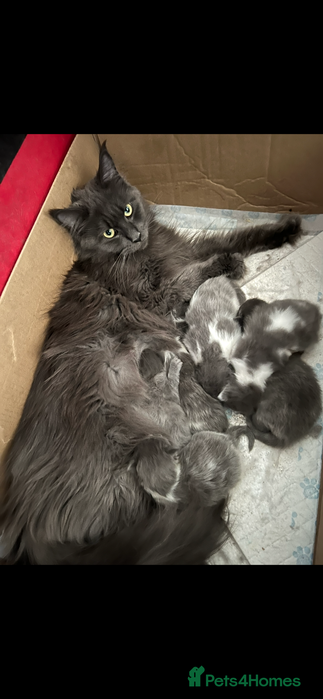 Maine Coon cats for sale: Last little boy  - Image 8