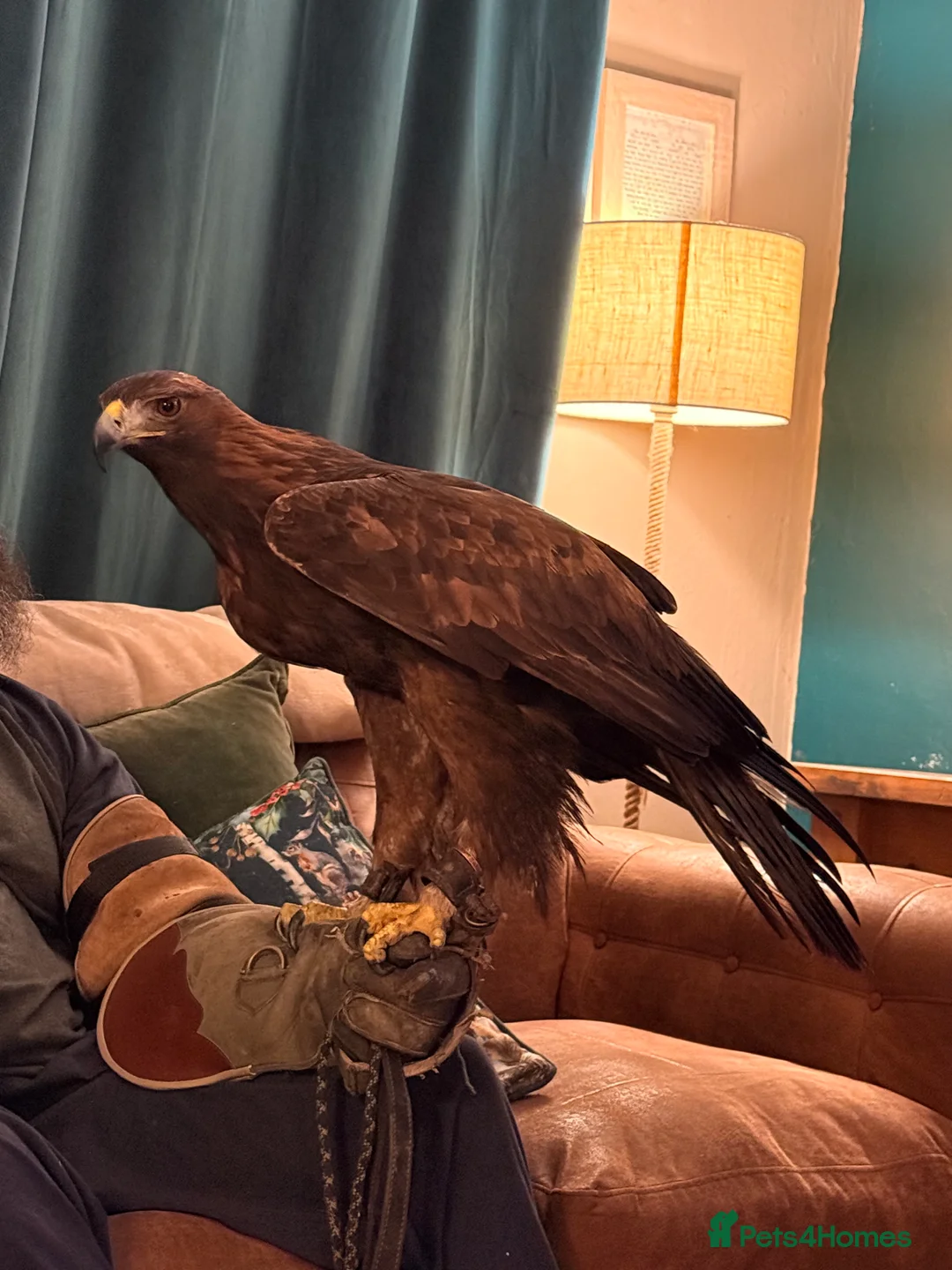 Mixed Breed birds for sale: Male Golden Eagle  in Huddersfield - Advert 3