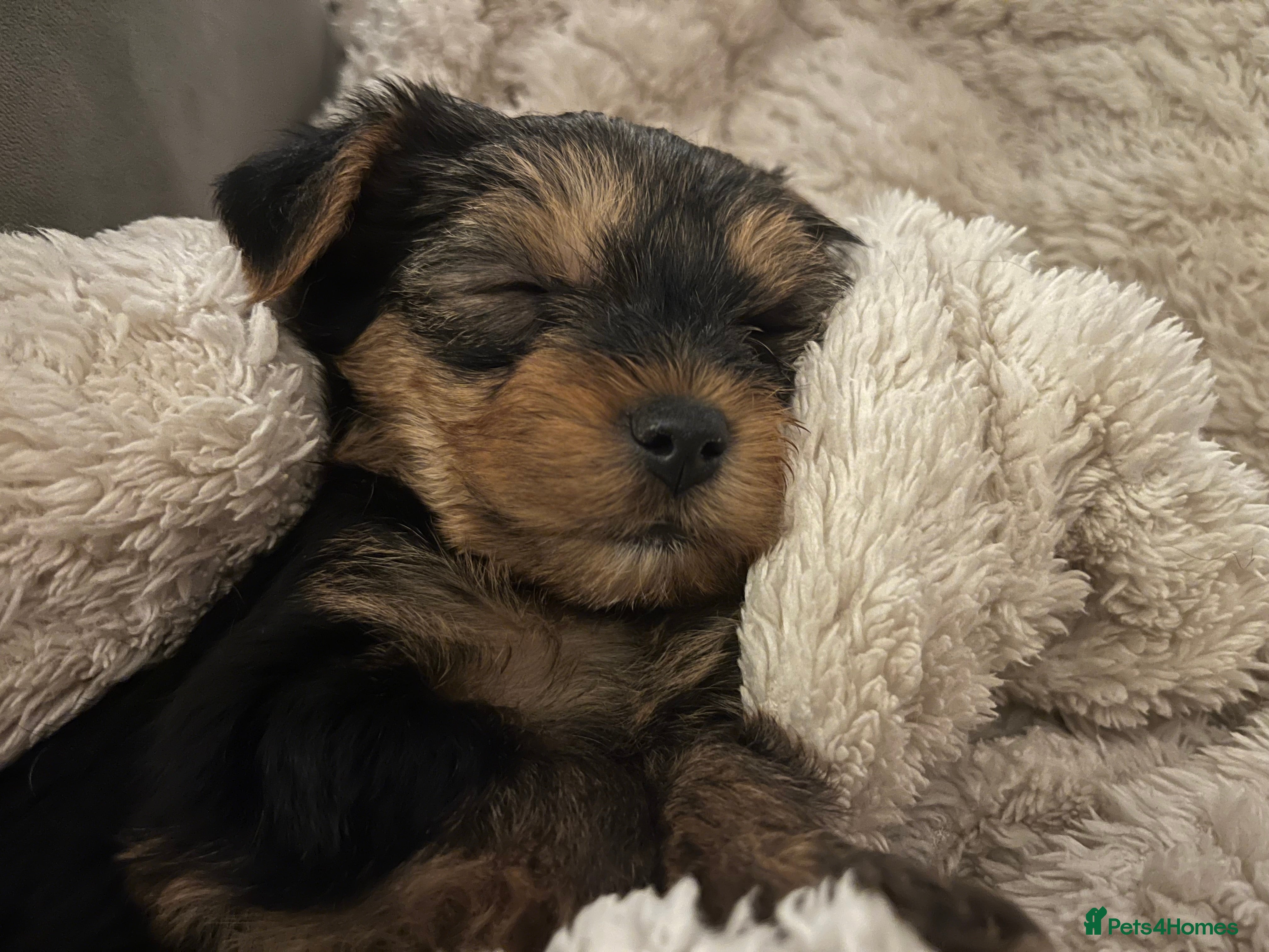 Yorkshire Terrier dogs Beautiful Yorkshire Terrier puppies - Advert 9