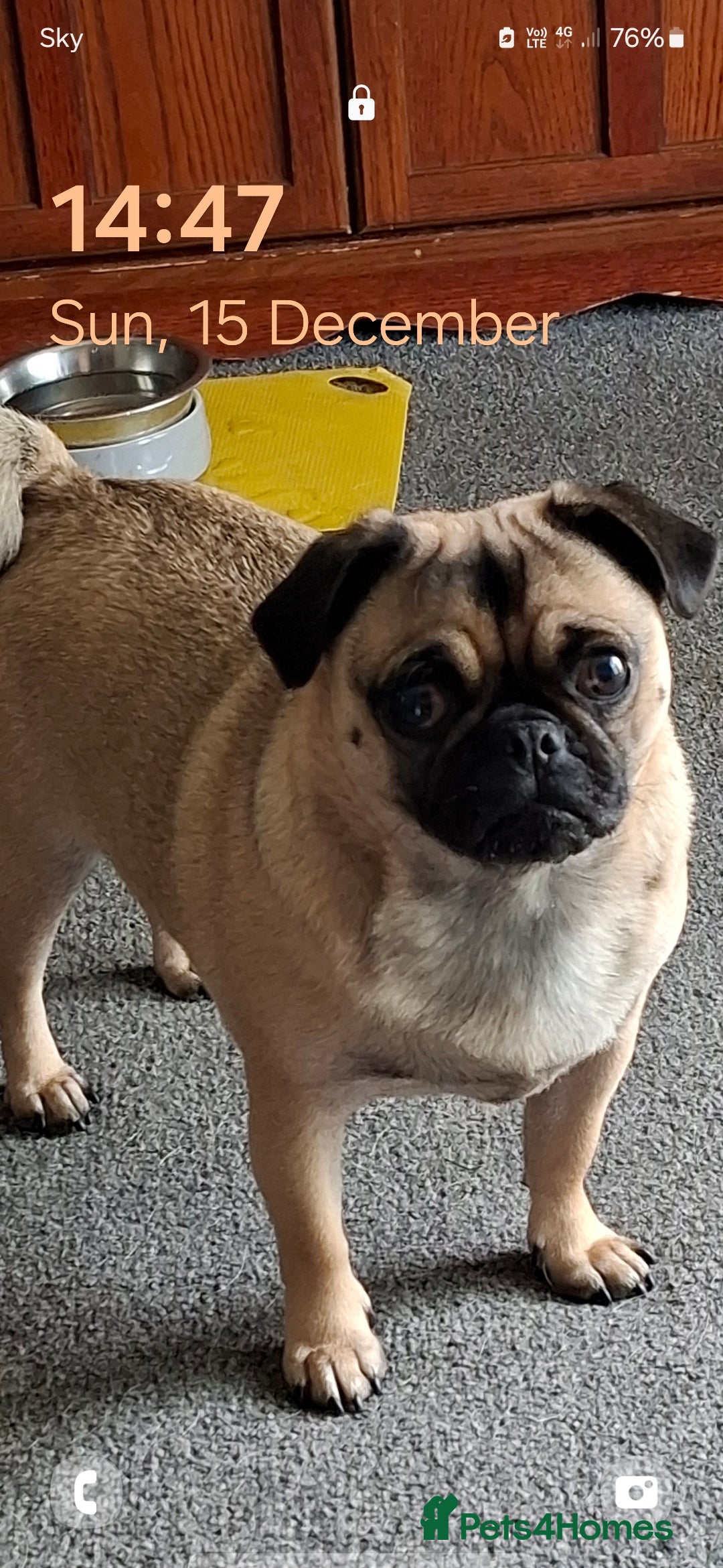 Pug dogs for sale: Sweet girl in need of a loving home - Image 9
