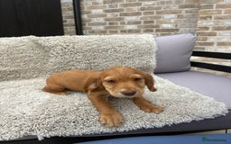 Cocker Spaniel dogs for sale: 2 beautiful red working cocker spaniels  - Image 3