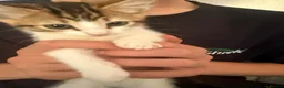 British Shorthair cats for sale: 3 kittens 1 girl 2 boys  in Bristol - Advert 10