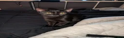 Mixed Breed cats for sale: 5 month old  - Advert 2