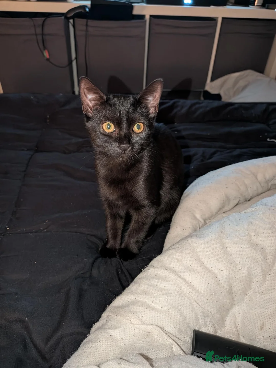 Mixed Breed cats for sale: 5 month old  - Advert 2