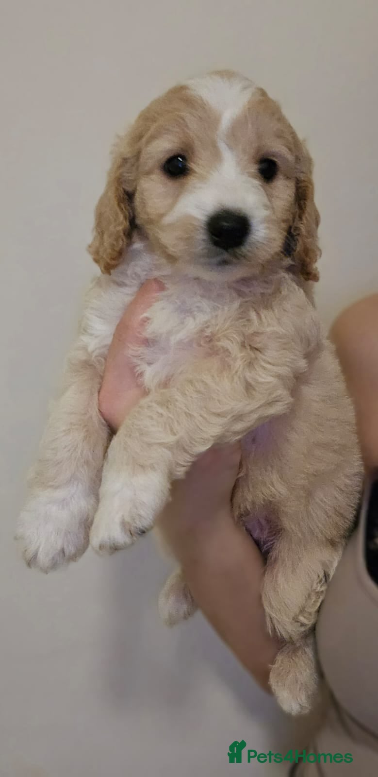 Goldendoodle dogs Goldendoodles  - Advert 1