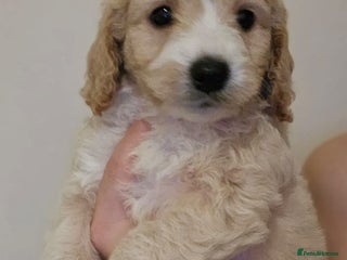 Goldendoodle dogs Goldendoodles - Advert 1