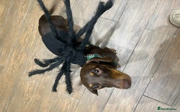 Miniature Dachshund dogs for stud: Miniature dachshund for stud - Advert 2