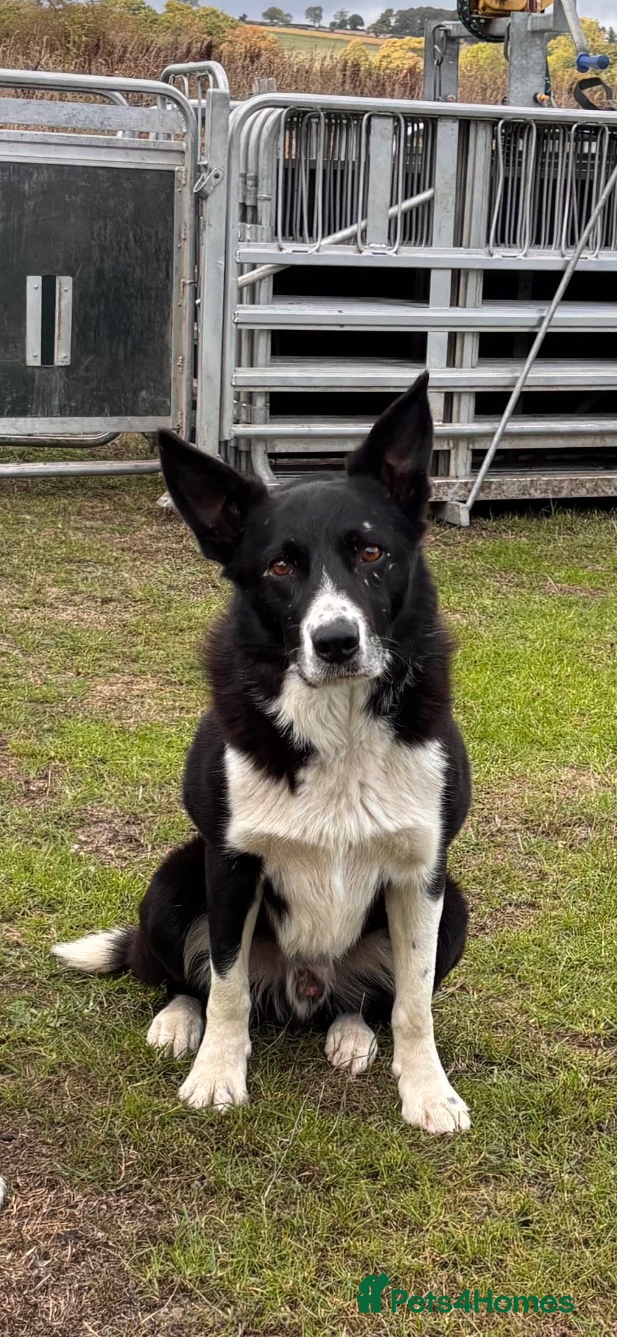 Border Collie dogs ISDS Collie stud  - Advert 1