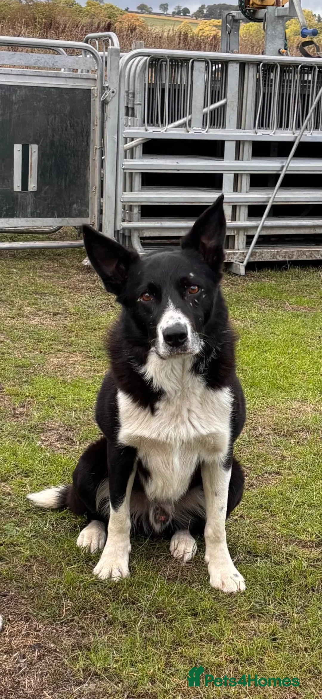 Border Collie dogs for stud: ISDS Collie stud  - Advert 1