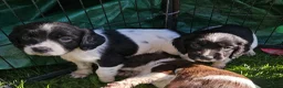 English Springer Spaniel dogs for sale: English Springer Spaniel KC Reg - working lines - Advert 1