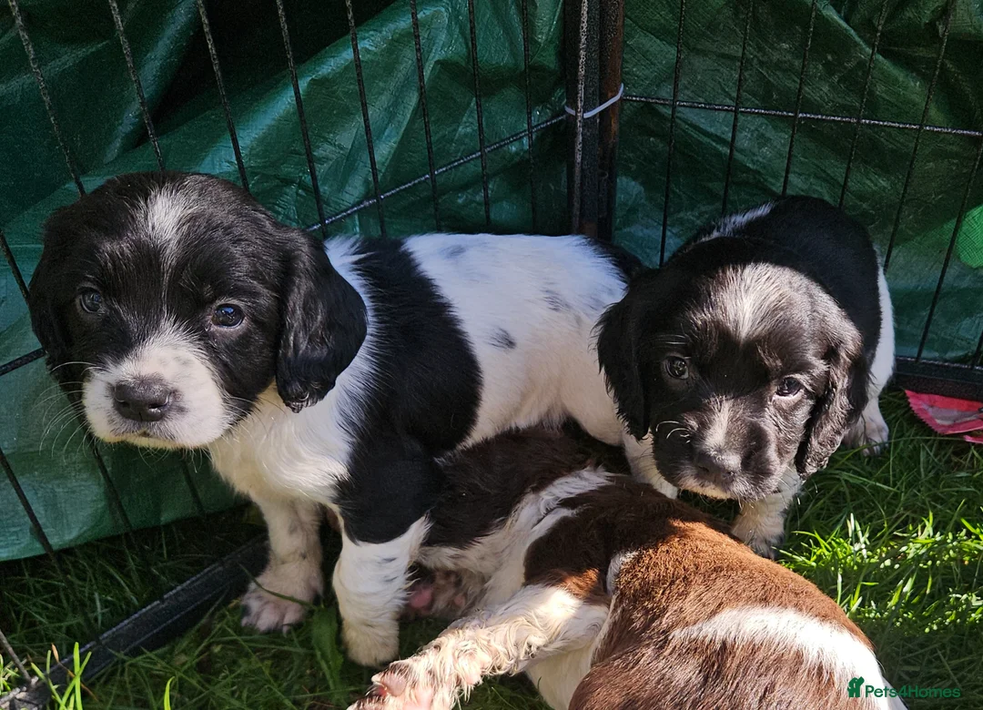 English Springer Spaniel dogs for sale: English Springer Spaniel KC Reg - working lines - Advert 1
