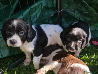 English Springer Spaniel dogs English Springer Spaniel KC Reg - working lines - Advert 13