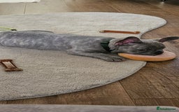 French Bulldog dogs for sale: Ralphie 12 week old French Bulldog - Image 6