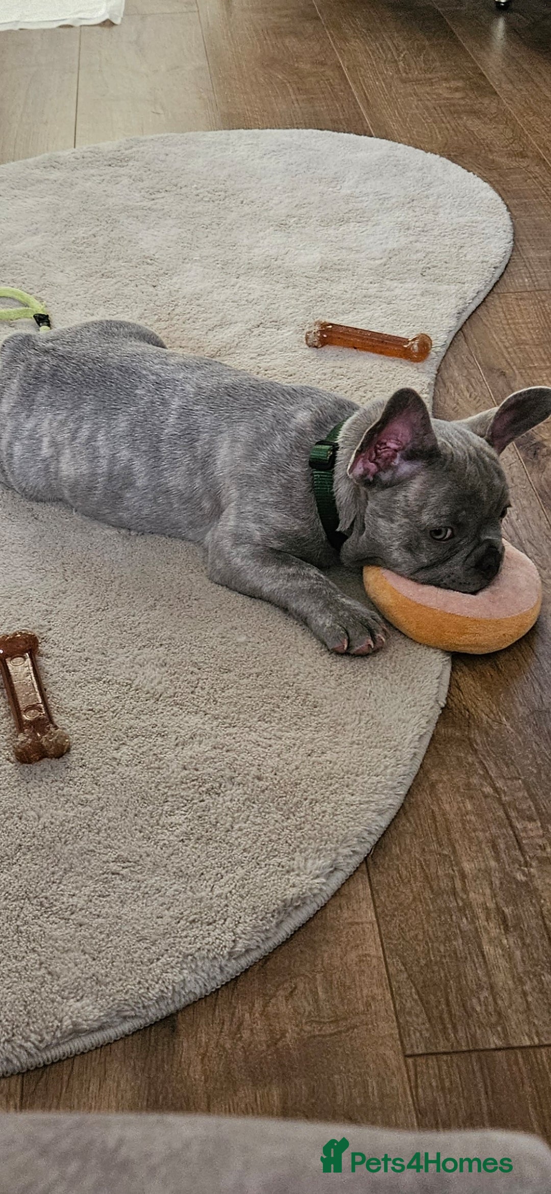 French Bulldog dogs for sale: Ralphie 12 week old French Bulldog - Image 6