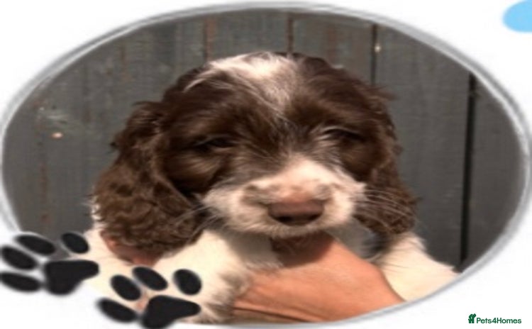 Cockapoo dogs - Advert 1