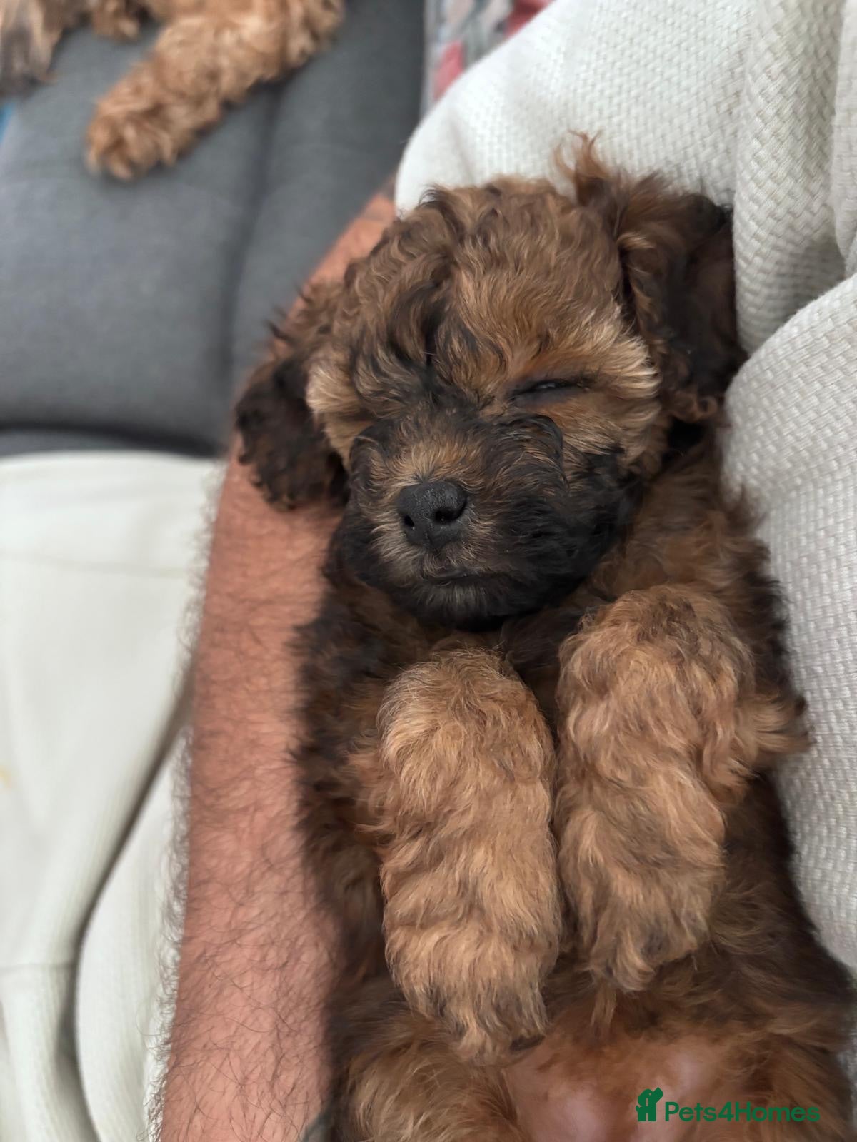 Mixed Breed dogs Shihpoo x Cockapoo little girl looking for 🏡 - Advert 1