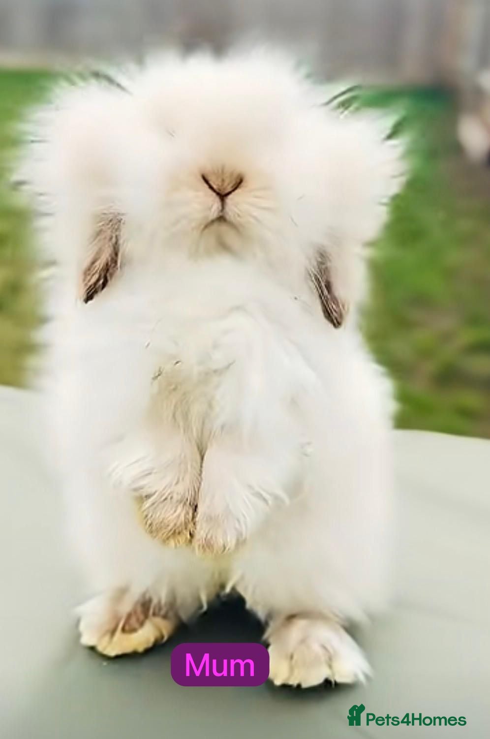 Mixed Breed rabbits Teddywidder - Advert 1