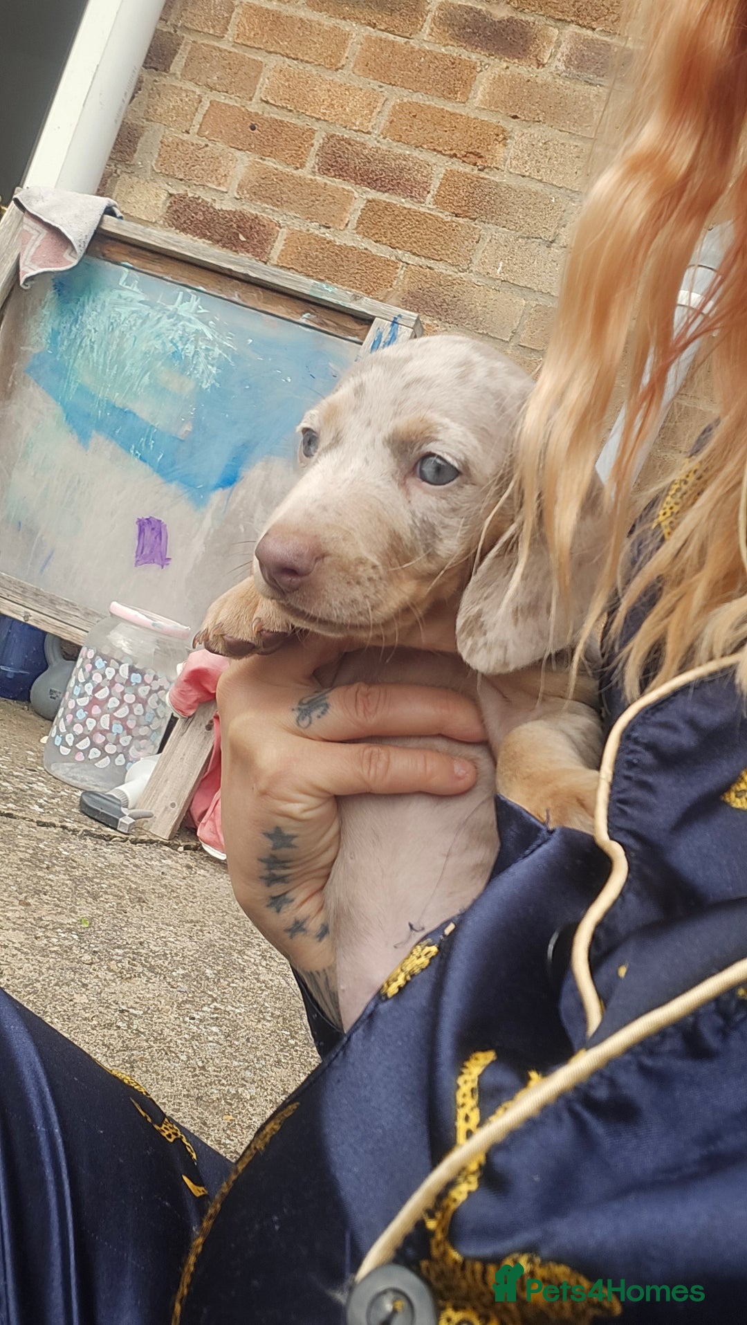 Dachshund dogs for sale: Ready now, last 3 Dachshund Puppies - Image 8