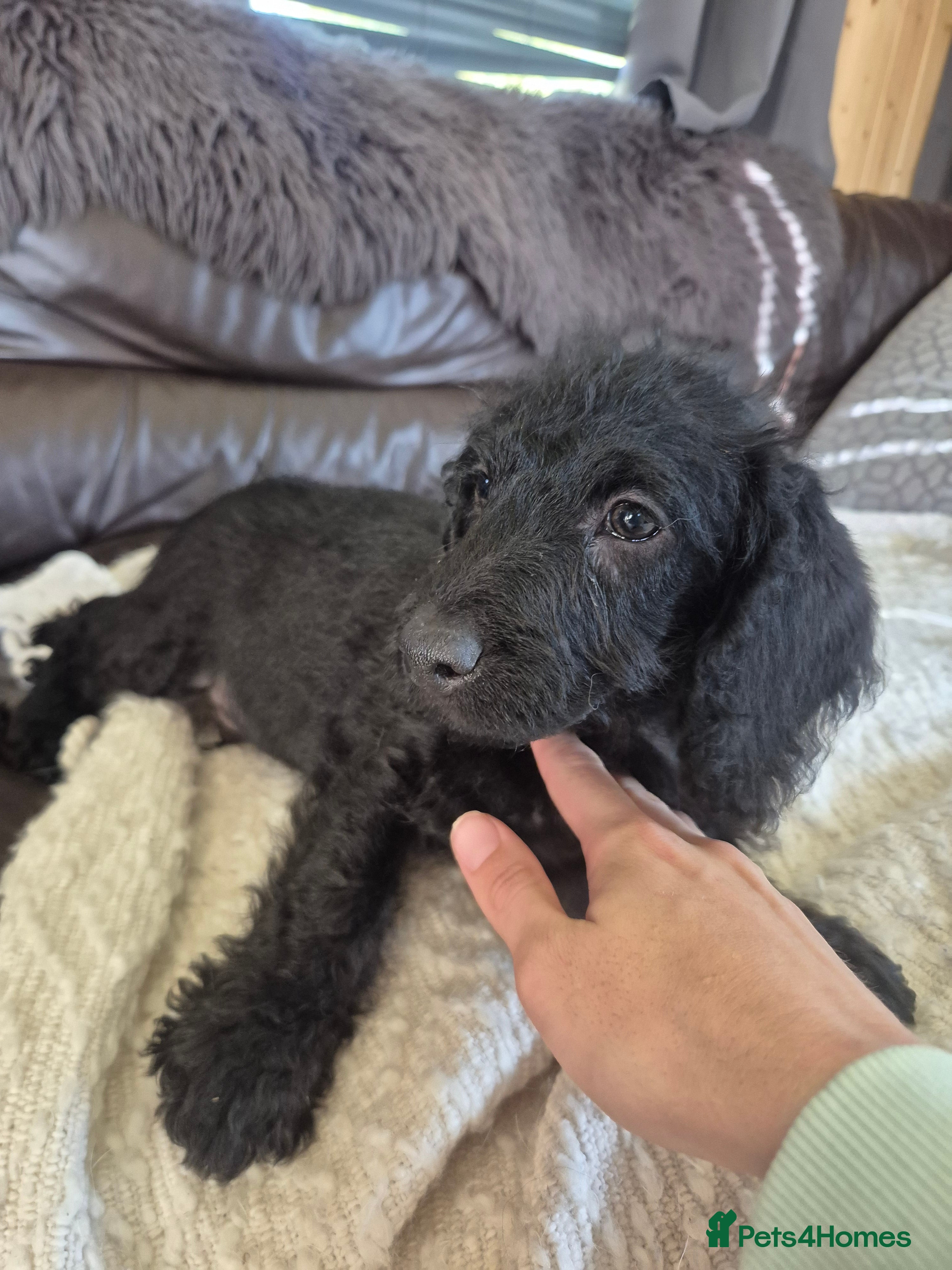 Labradoodle dogs for sale: Beautiful MINIATURE Labradoodles !  - Advert 2