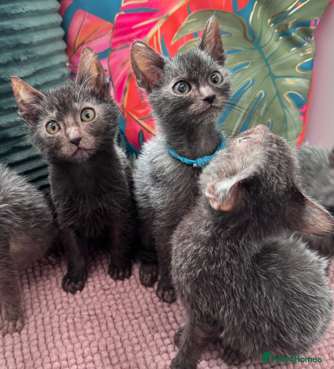 Lykoi cats for sale: Unique and adorable Lykoi kittens - Image 7